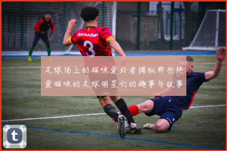 足球场上的猫咪爱好者揭秘那些热爱猫咪的足球明星们的趣事与故事